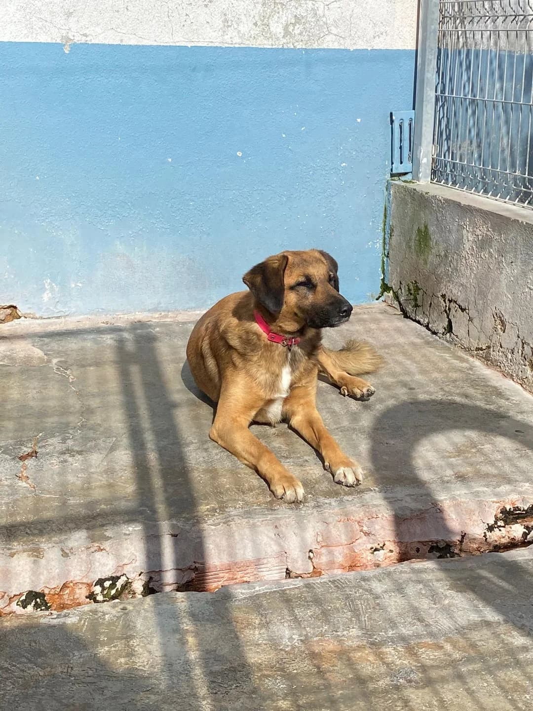Java, female senior mixed breed for adoption at Associação Projecto JAVA, -909 Atalaia