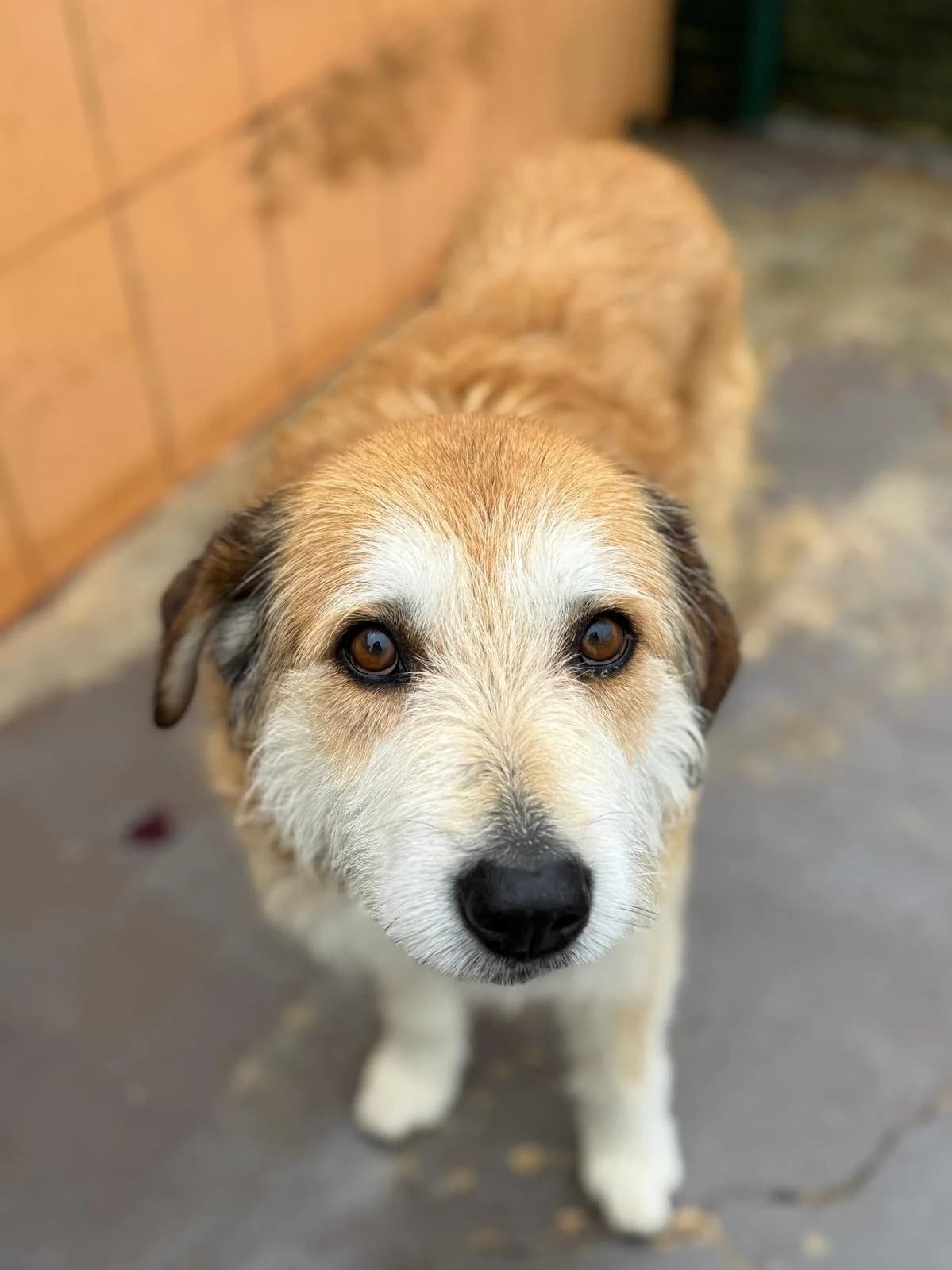 Jordan, male senior mixed breed for adoption at Associação Projecto JAVA, -909 Atalaia