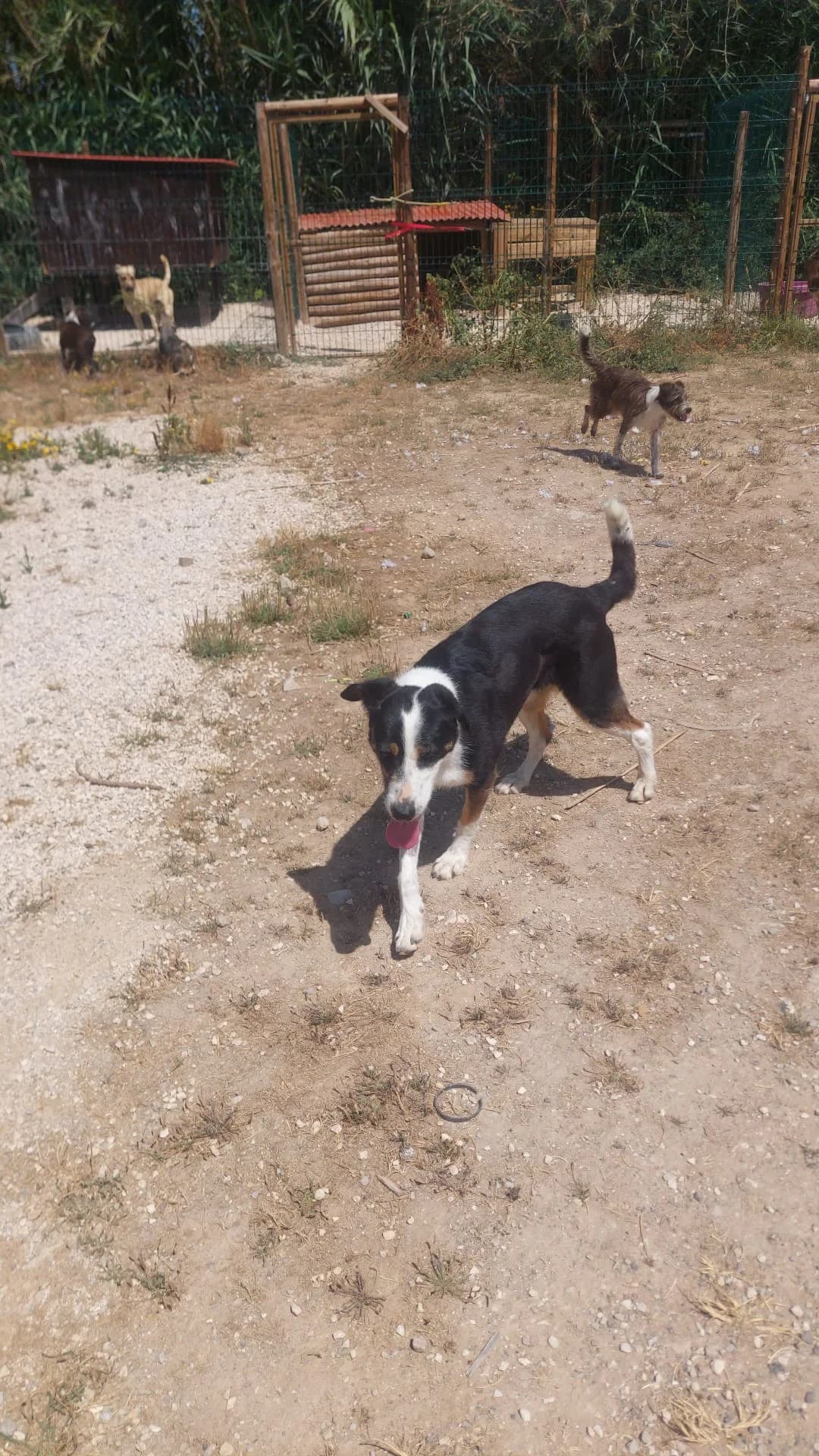 Júlia, female 6yo mixed breed for adoption at Associação Projecto JAVA, -909 Atalaia