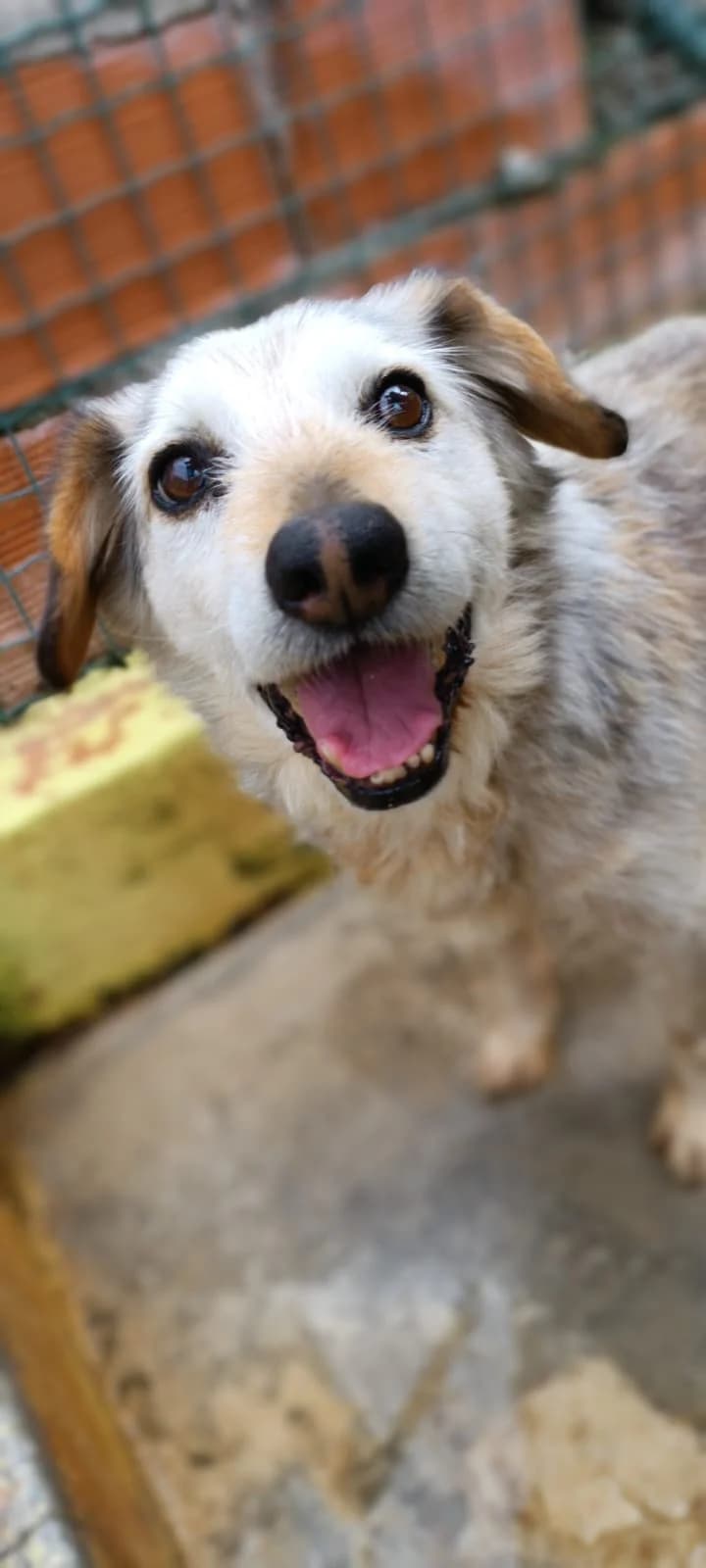 Julinho, male senior mixed breed for adoption at Associação Projecto JAVA, -909 Atalaia