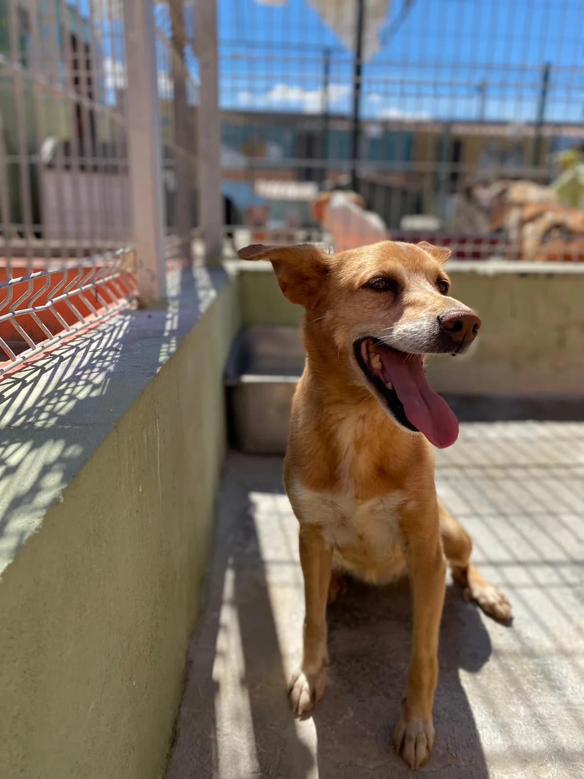 Kiara, female senior mixed breed for adoption at Associação Projecto JAVA, -909 Atalaia