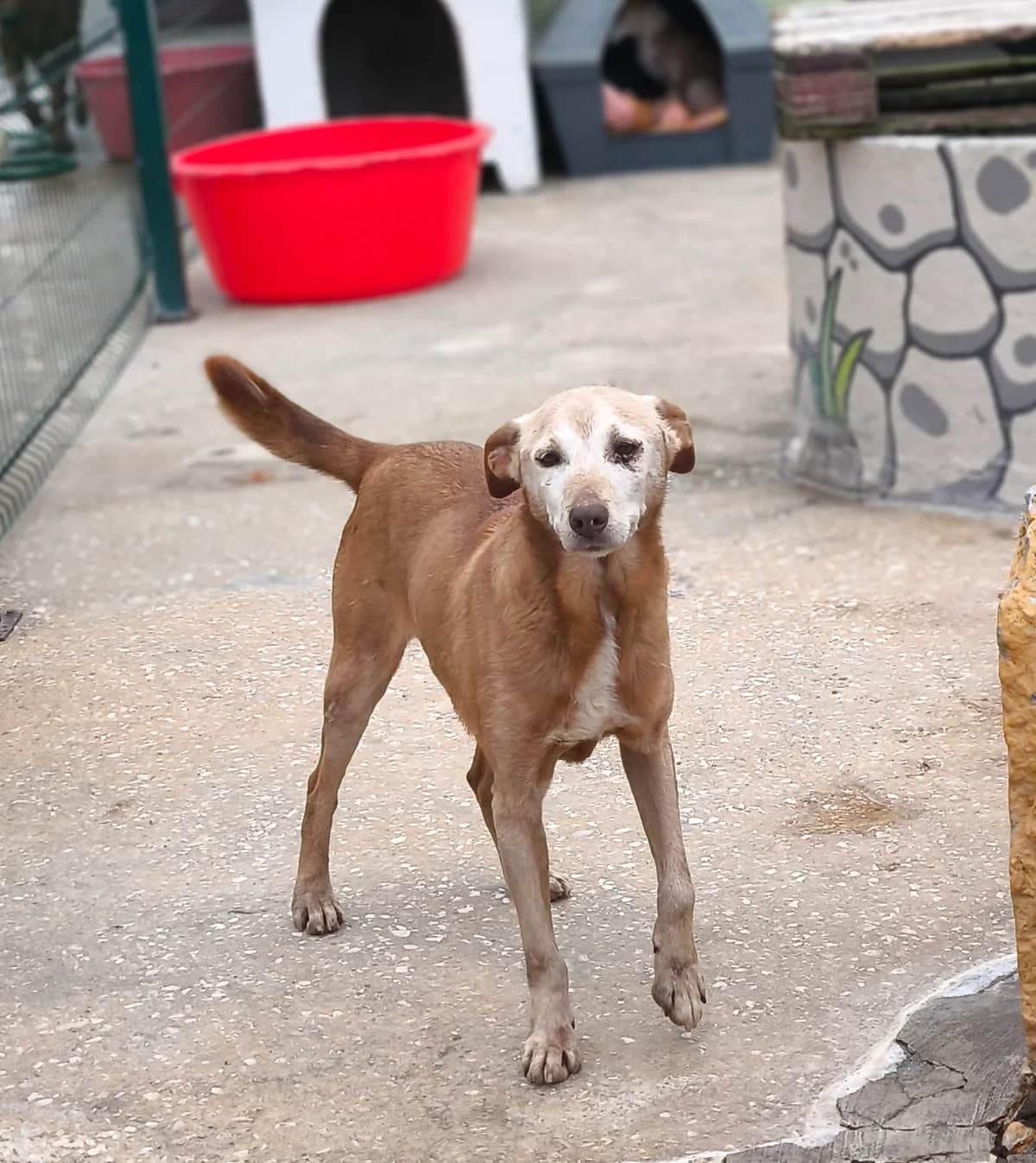 Leopoldo, male senior mixed breed for adoption at Associação Projecto JAVA, -909 Atalaia