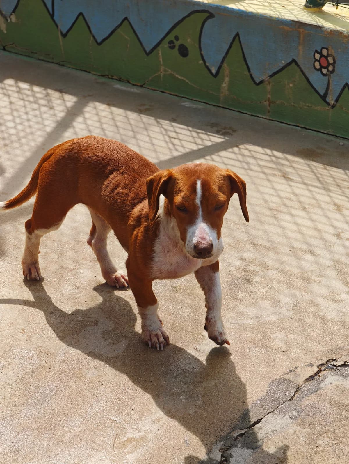 Lisa Marie, female 3yo mixed breed for adoption at Associação Projecto JAVA, -909 Atalaia
