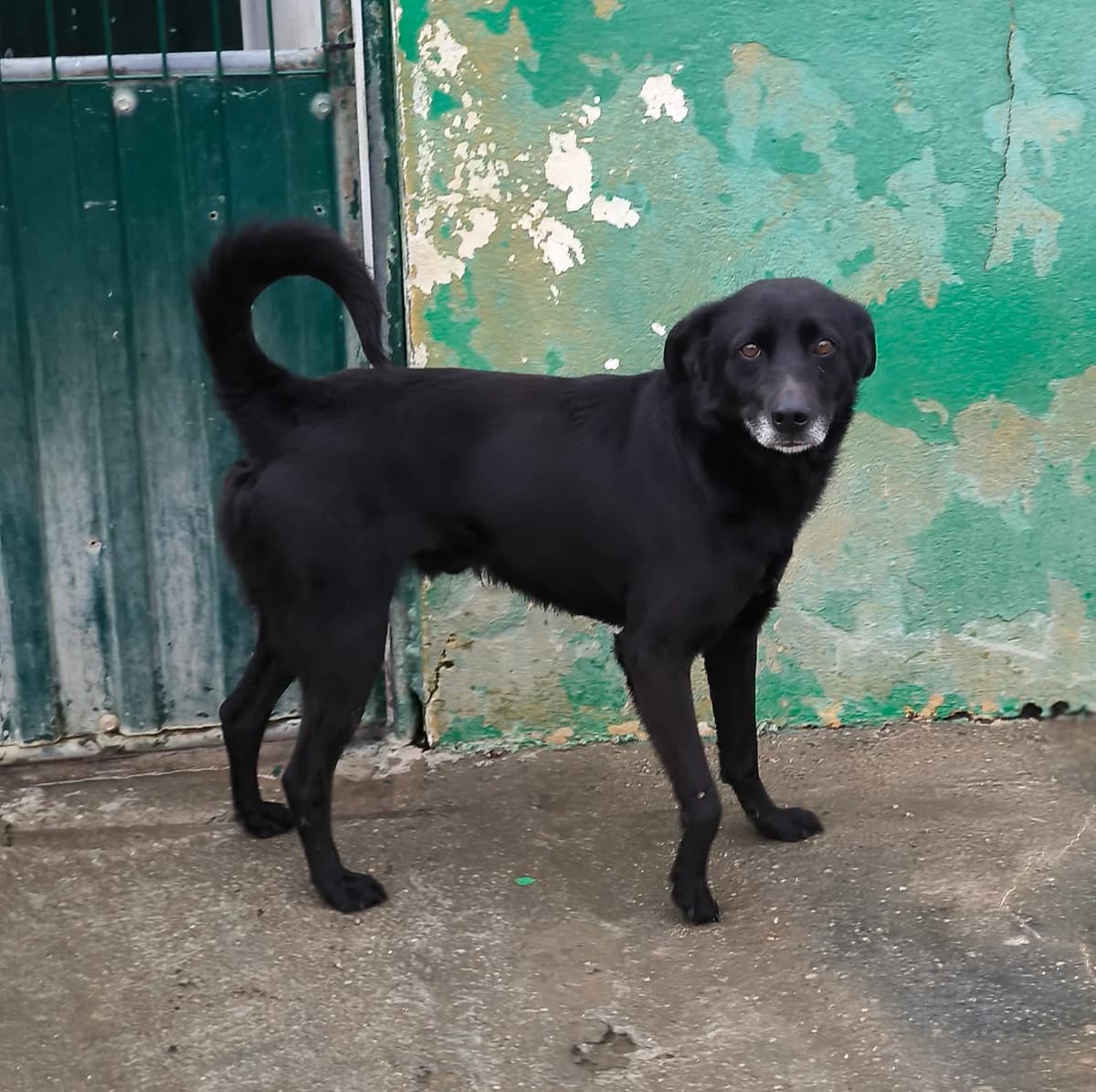Loki, male 7yo mixed breed for adoption at Associação Projecto JAVA, -909 Atalaia