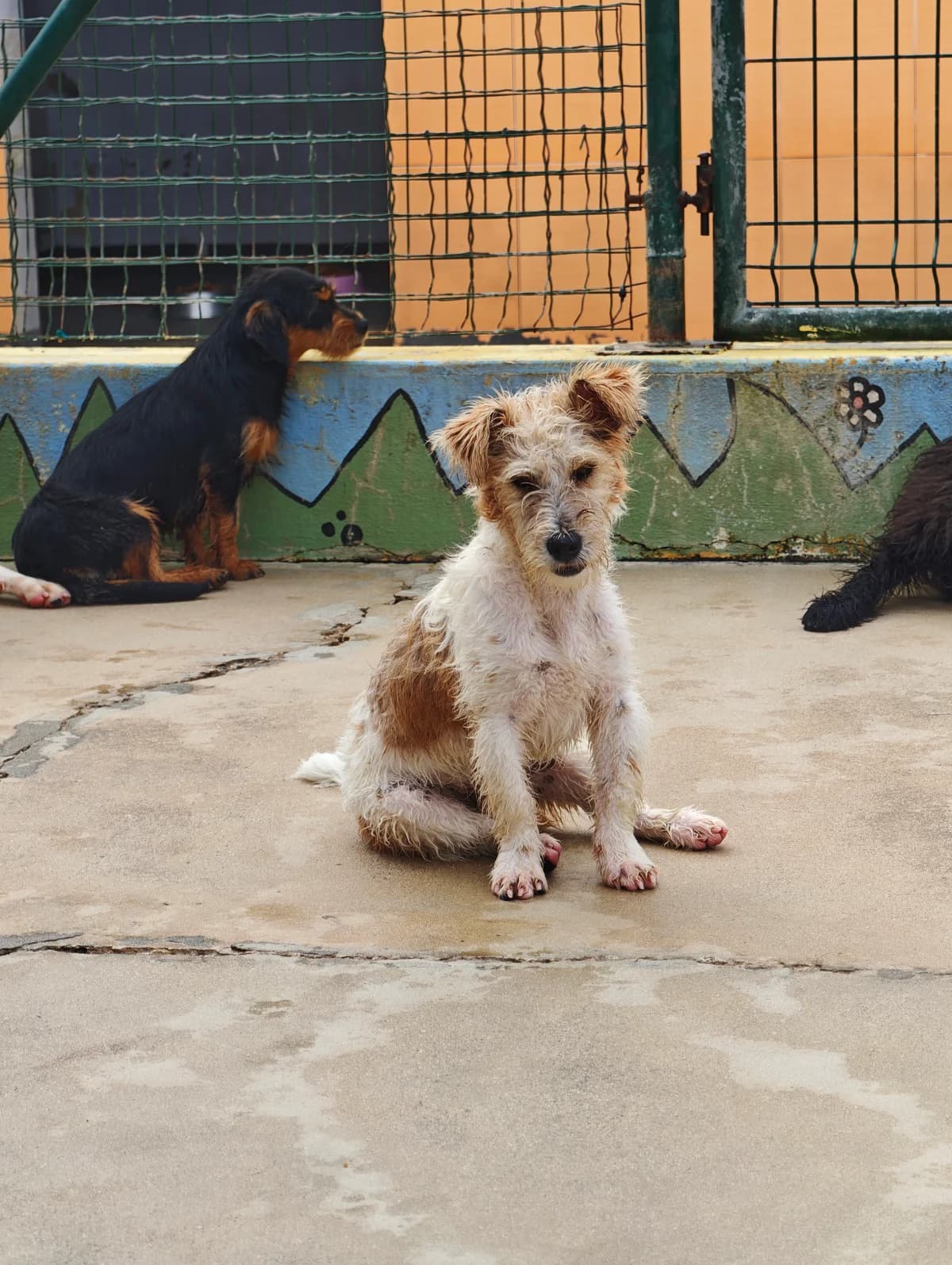 Lucas, male young mixed breed for adoption at Associação Projecto JAVA, -909 Atalaia