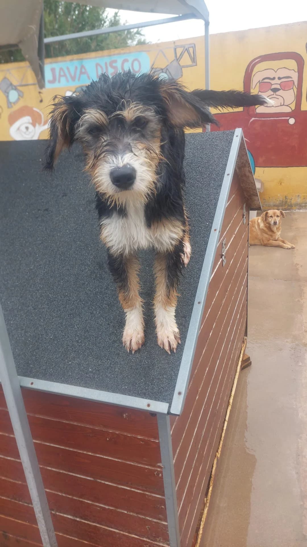 Melly, female young mixed breed for adoption at Associação Projecto JAVA, -909 Atalaia