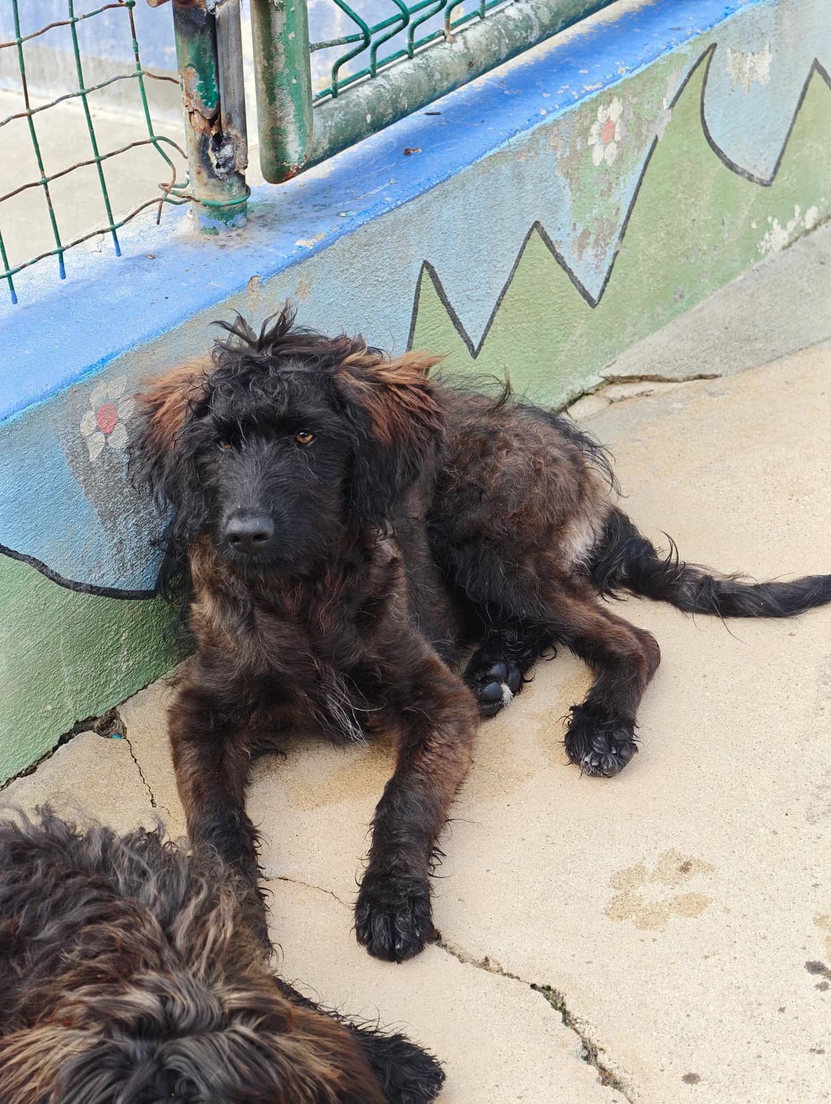 Muffin, female puppy mixed breed for adoption at Associação Projecto JAVA, -909 Atalaia