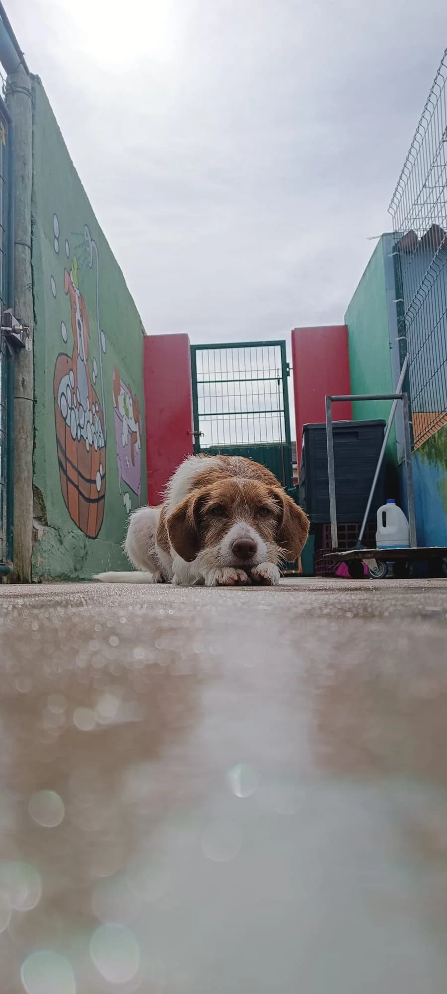 Nesquik, male 4yo mixed breed for adoption at Associação Projecto JAVA, -909 Atalaia