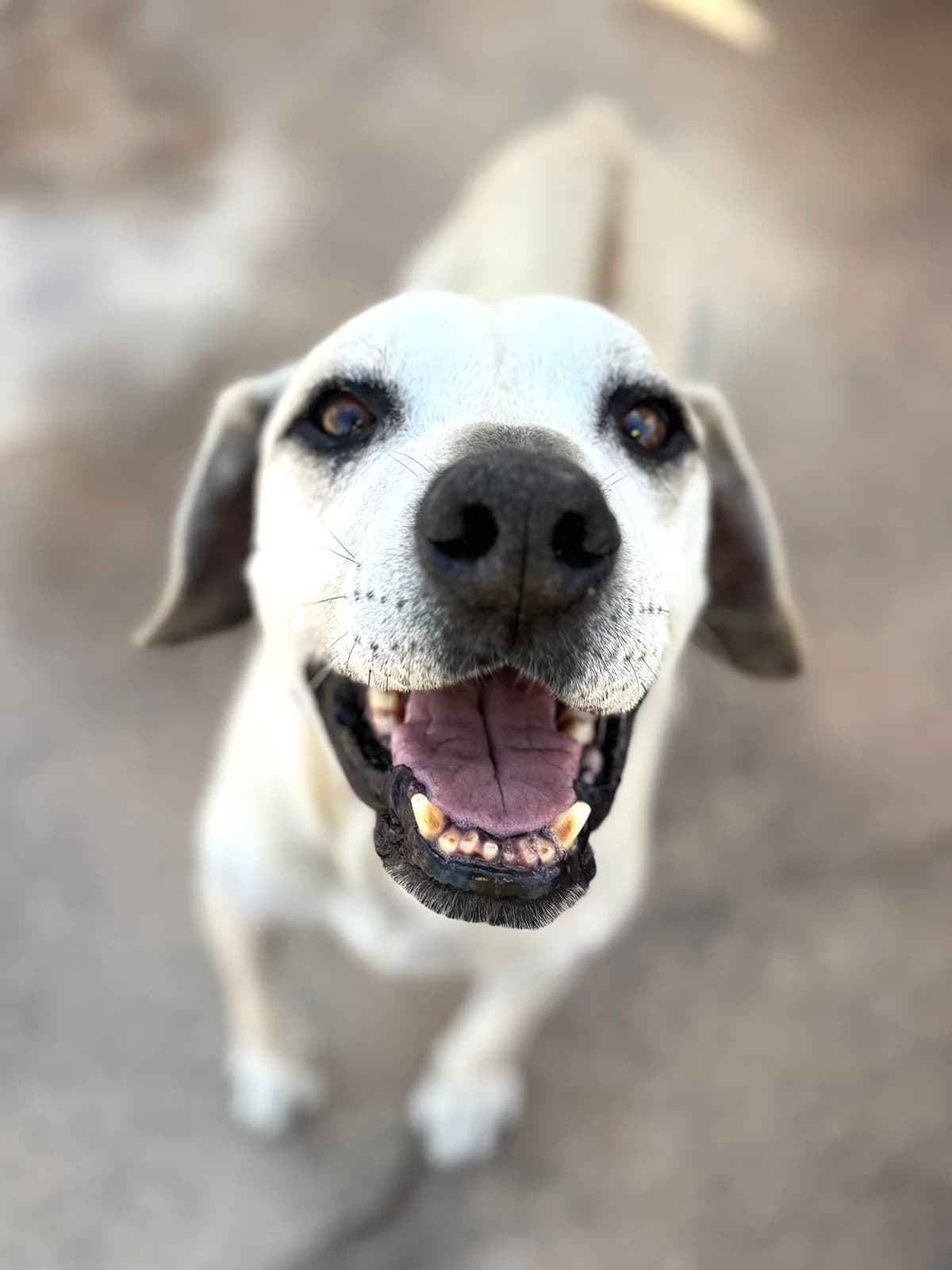 Óscar Dinis, male senior mixed breed for adoption at Associação Projecto JAVA, -909 Atalaia