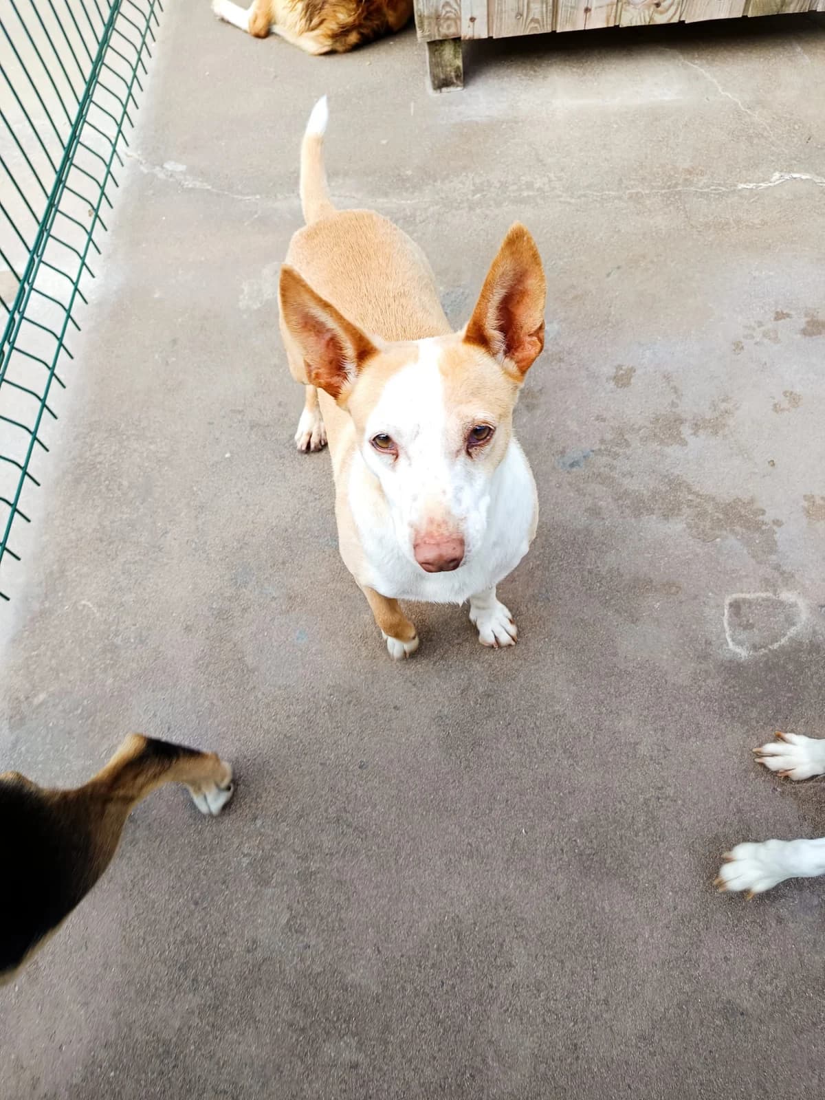 Chiquinho Pikachu, male mixed breed for adoption at Associação Projecto JAVA