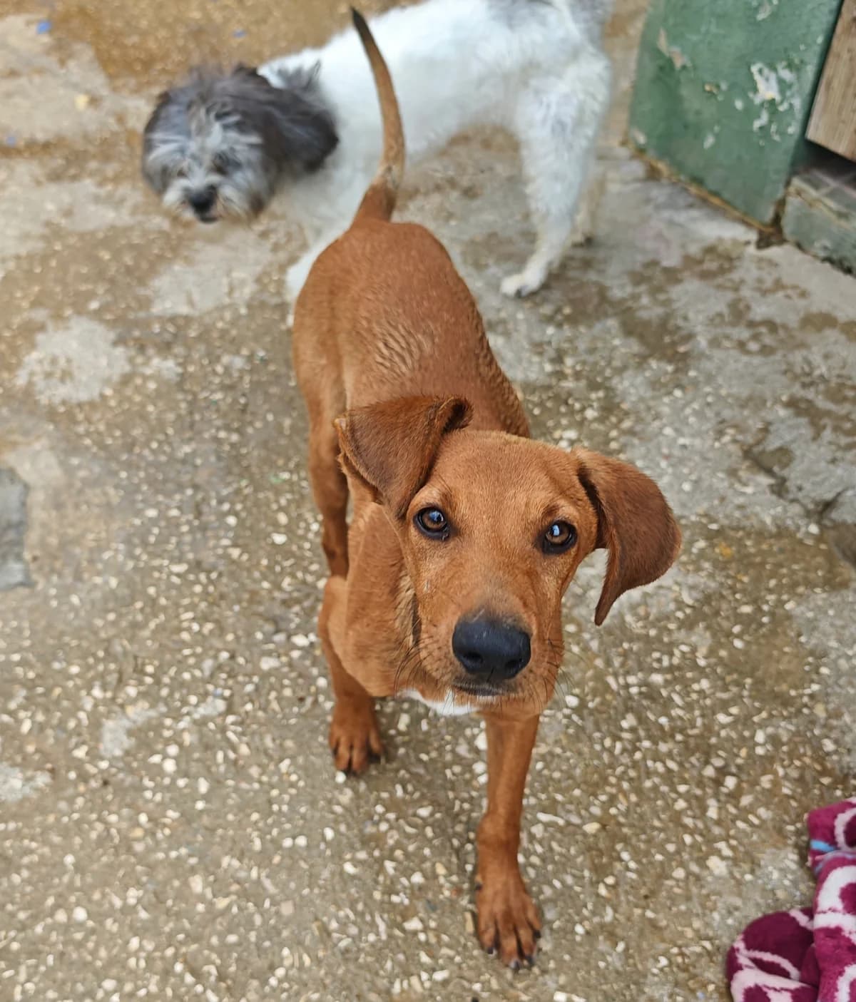 Pluto, male puppy mixed breed for adoption at Associação Projecto JAVA, -909 Atalaia
