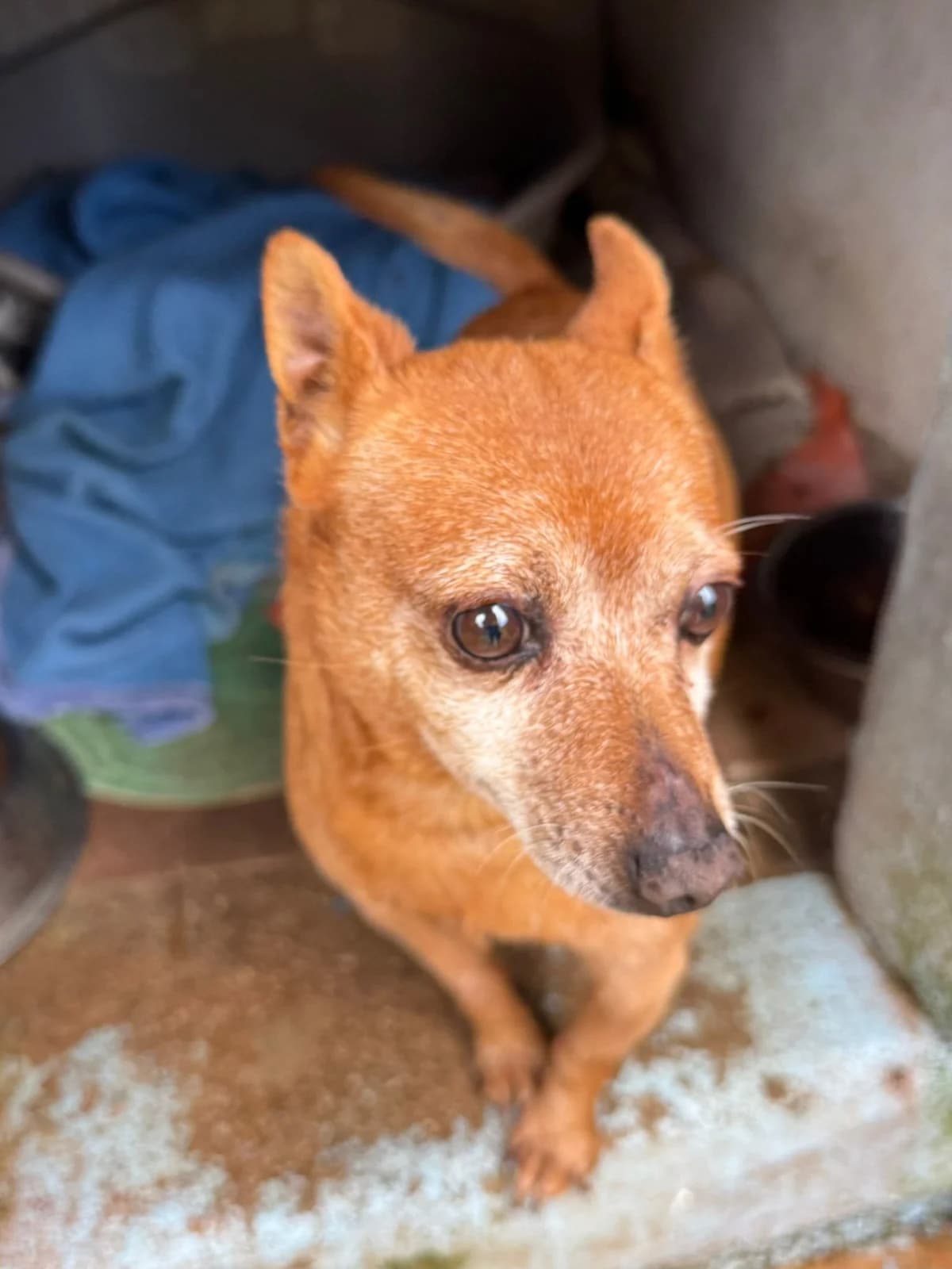 Ernesto, male mixed breed for adoption at Associação Projecto JAVA