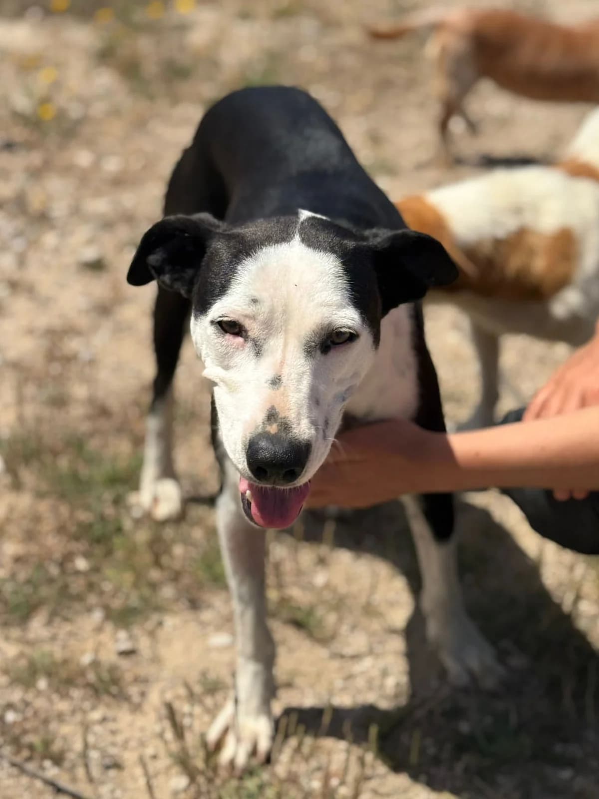 Princesa, female young mixed breed for adoption at Associação Projecto JAVA, -909 Atalaia