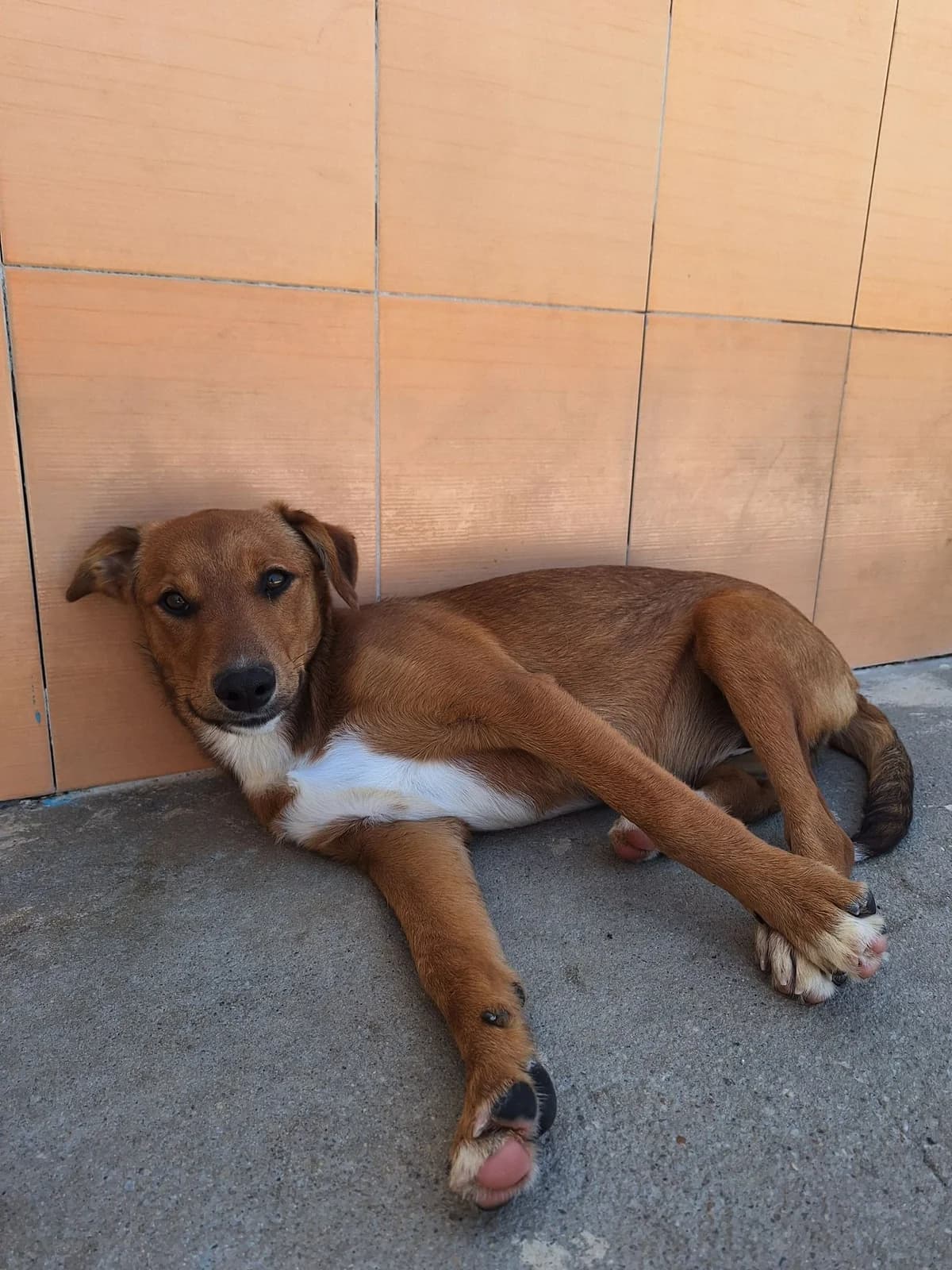 Purple, female puppy mixed breed for adoption at Associação Projecto JAVA, -909 Atalaia