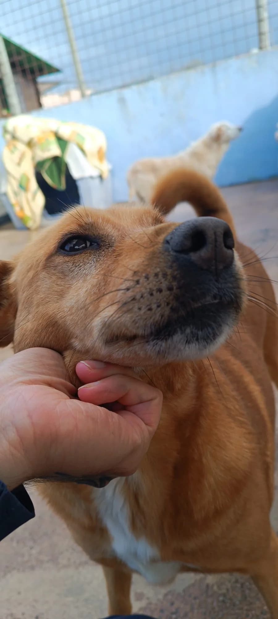 Rex, male senior mixed breed for adoption at Associação Projecto JAVA, -909 Atalaia
