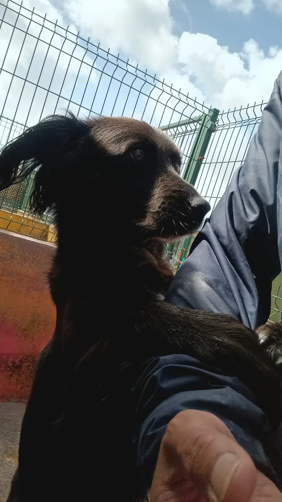 Rocky, male 7yo mixed breed for adoption at Associação Projecto JAVA, -909 Atalaia