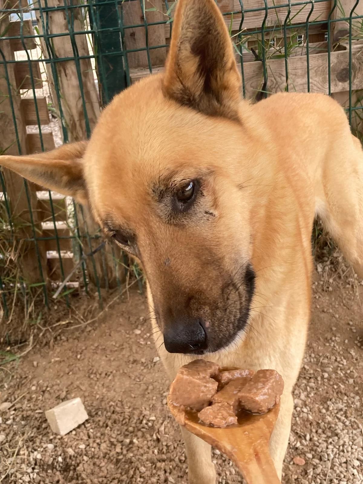Rusty, male senior mixed breed for adoption at Associação Projecto JAVA, -909 Atalaia
