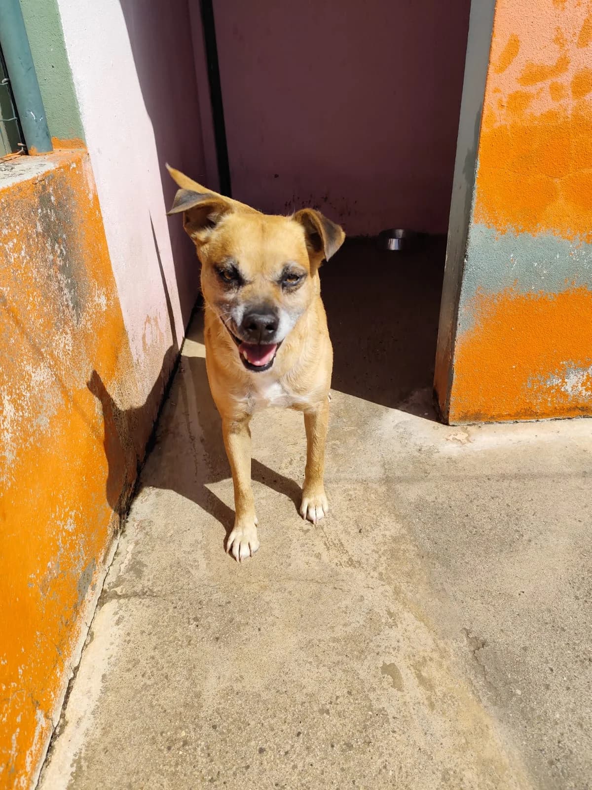 Ruca, male senior mixed breed for adoption at Associação Projecto JAVA, -909 Atalaia