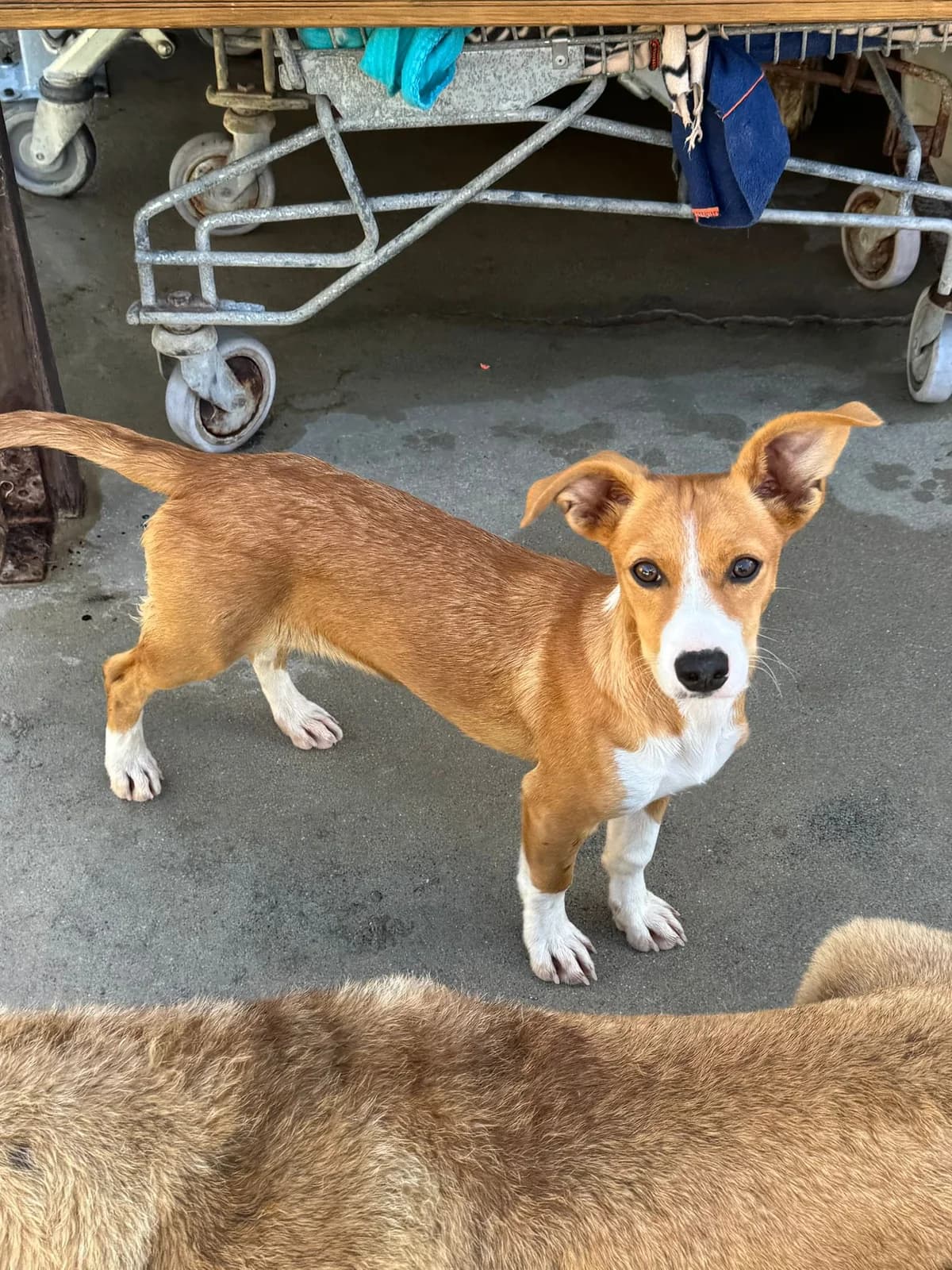 Sissi, female young mixed breed for adoption at Associação Projecto JAVA, -909 Atalaia