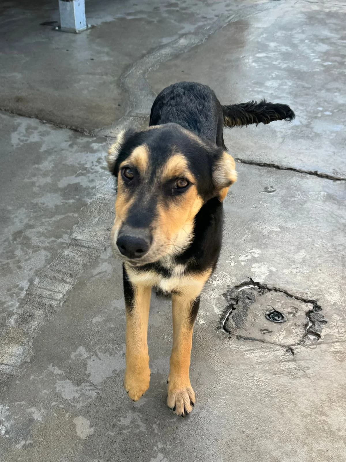 Thôr, male young mixed breed for adoption at Associação Projecto JAVA, -909 Atalaia