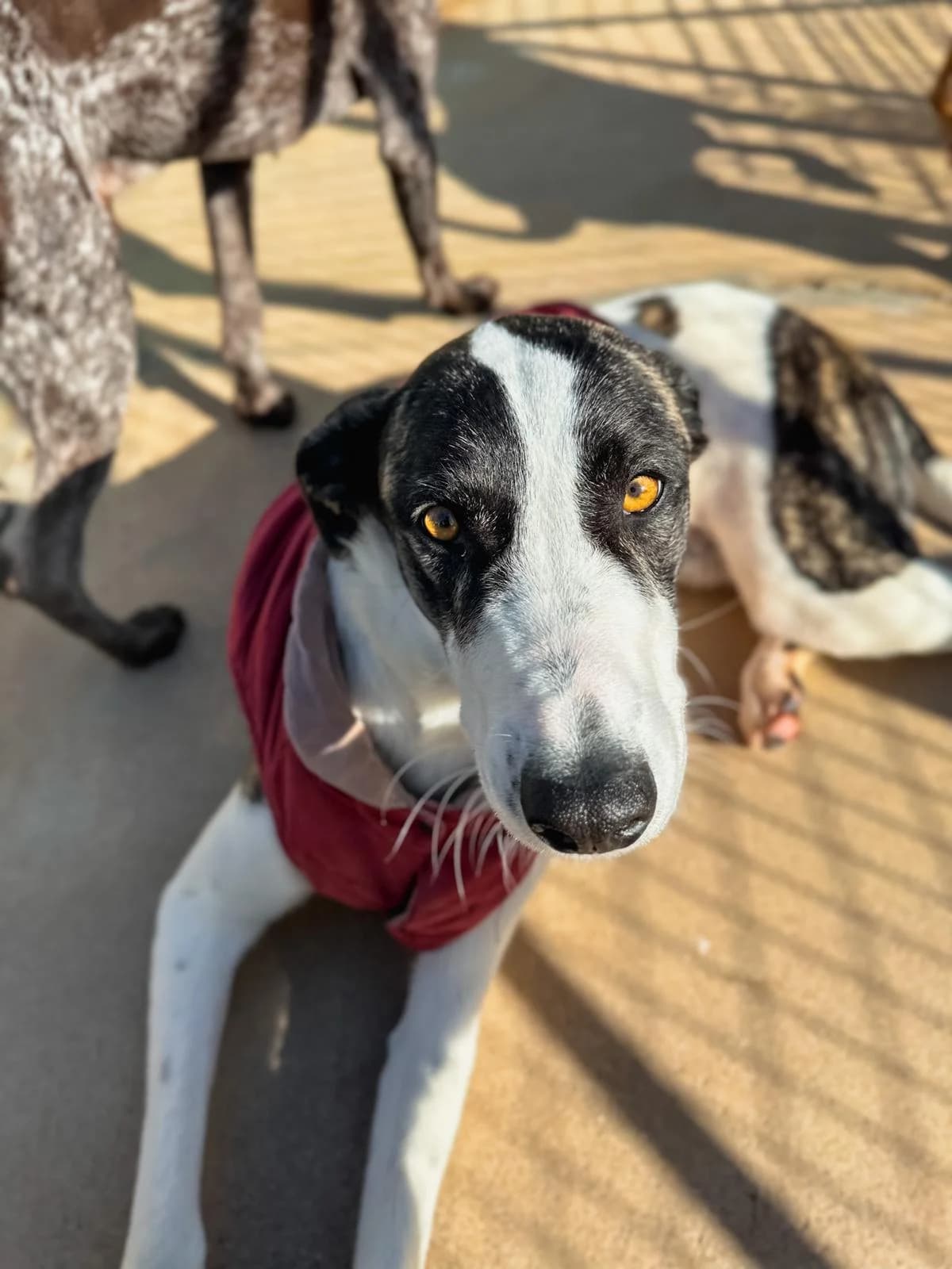 Thunder, male 3yo mixed breed for adoption at Associação Projecto JAVA, -909 Atalaia