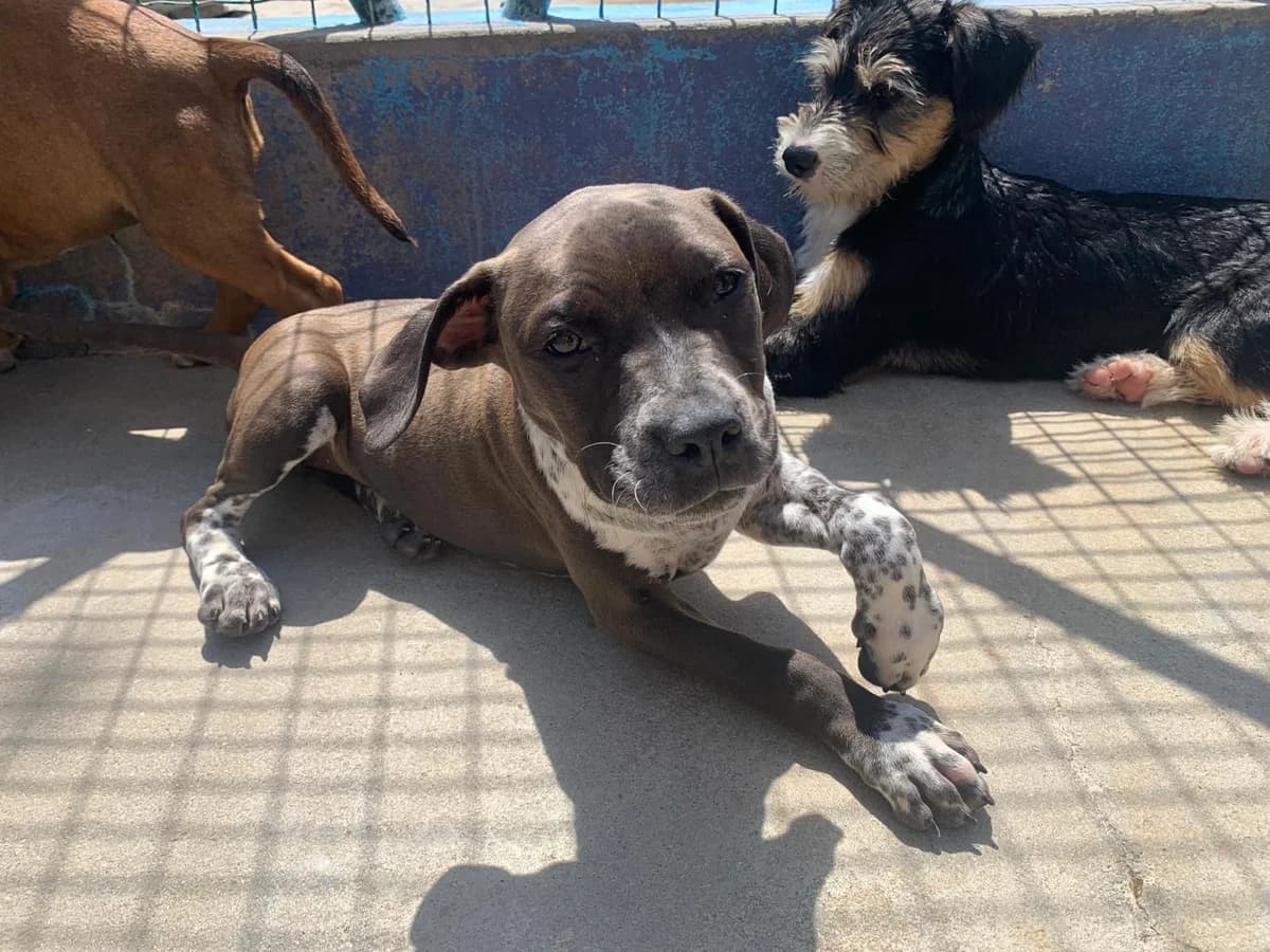 Victória, female young mixed breed for adoption at Associação Projecto JAVA, -909 Atalaia