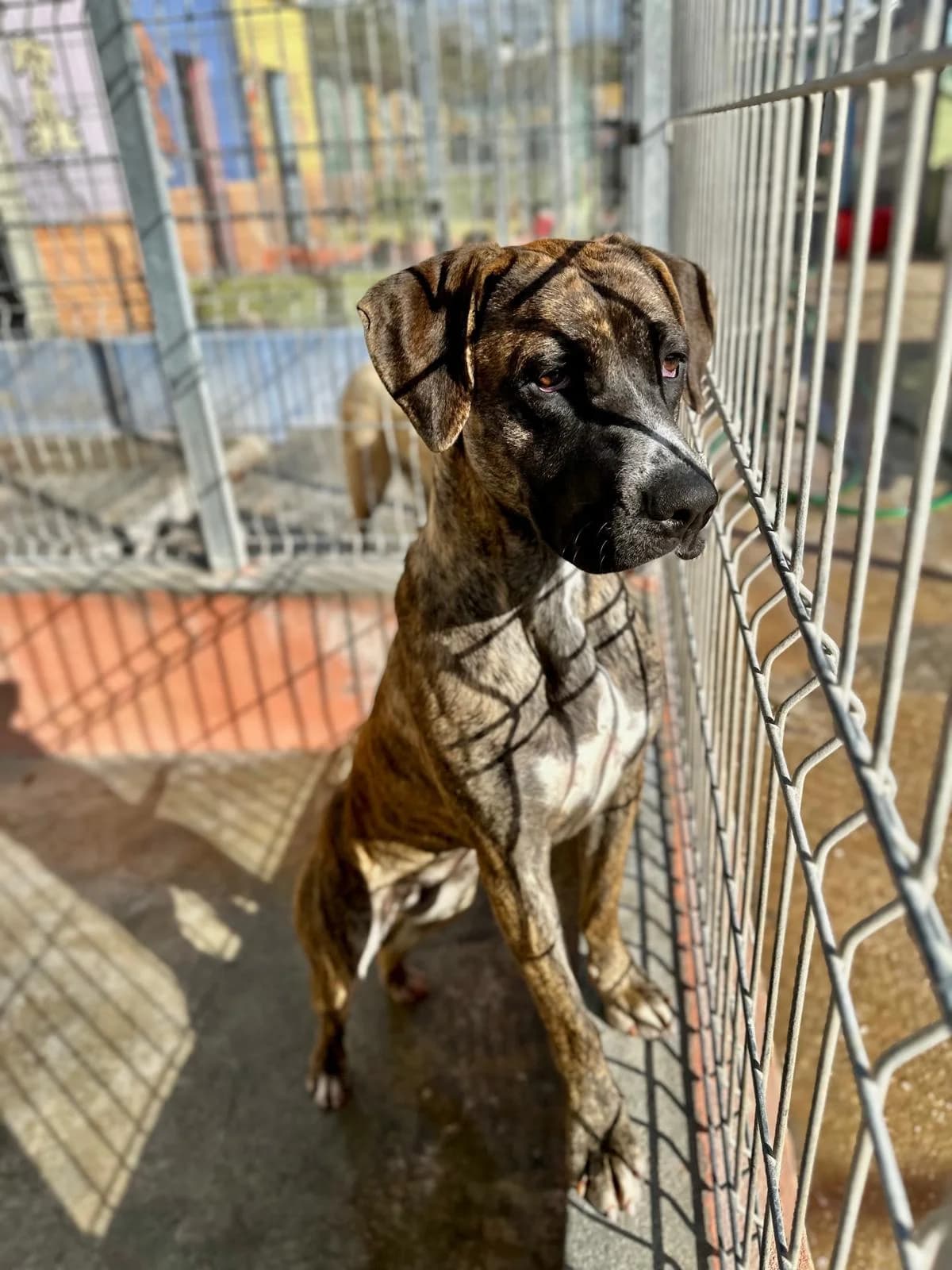 Willow, female 6yo mixed breed for adoption at Associação Projecto JAVA, -909 Atalaia