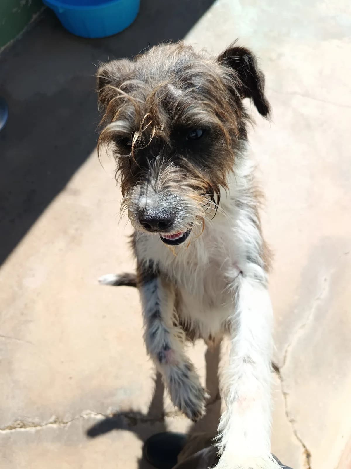 Zag, male young mixed breed for adoption at Associação Projecto JAVA, -909 Atalaia