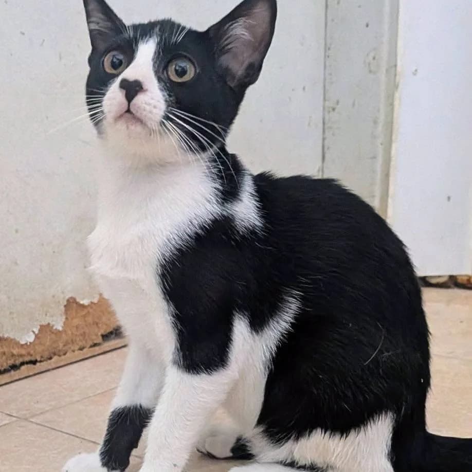 Barbara, female puppy Mixed Breed for adoption at Rafeiros SOS