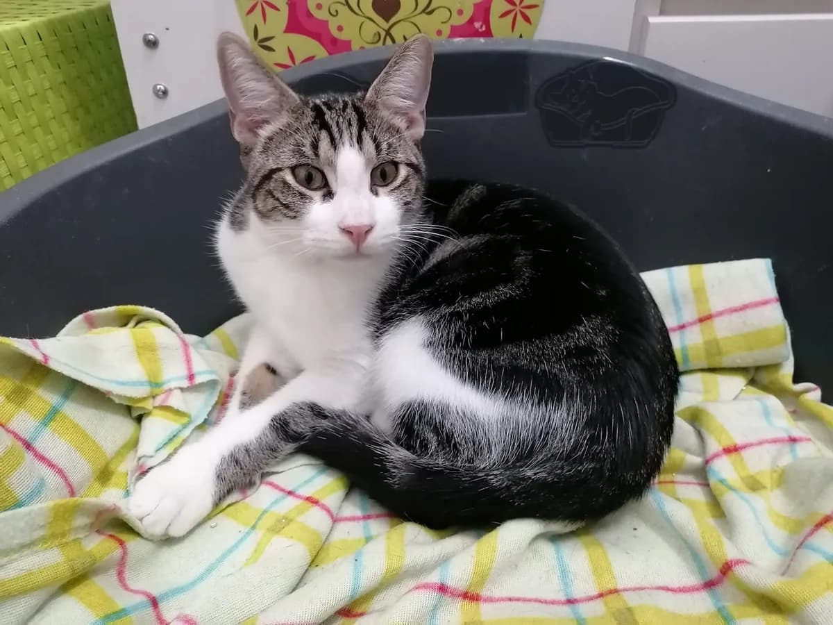 Finn, male 5yo mixed breed for adoption at Rafeiros SOS