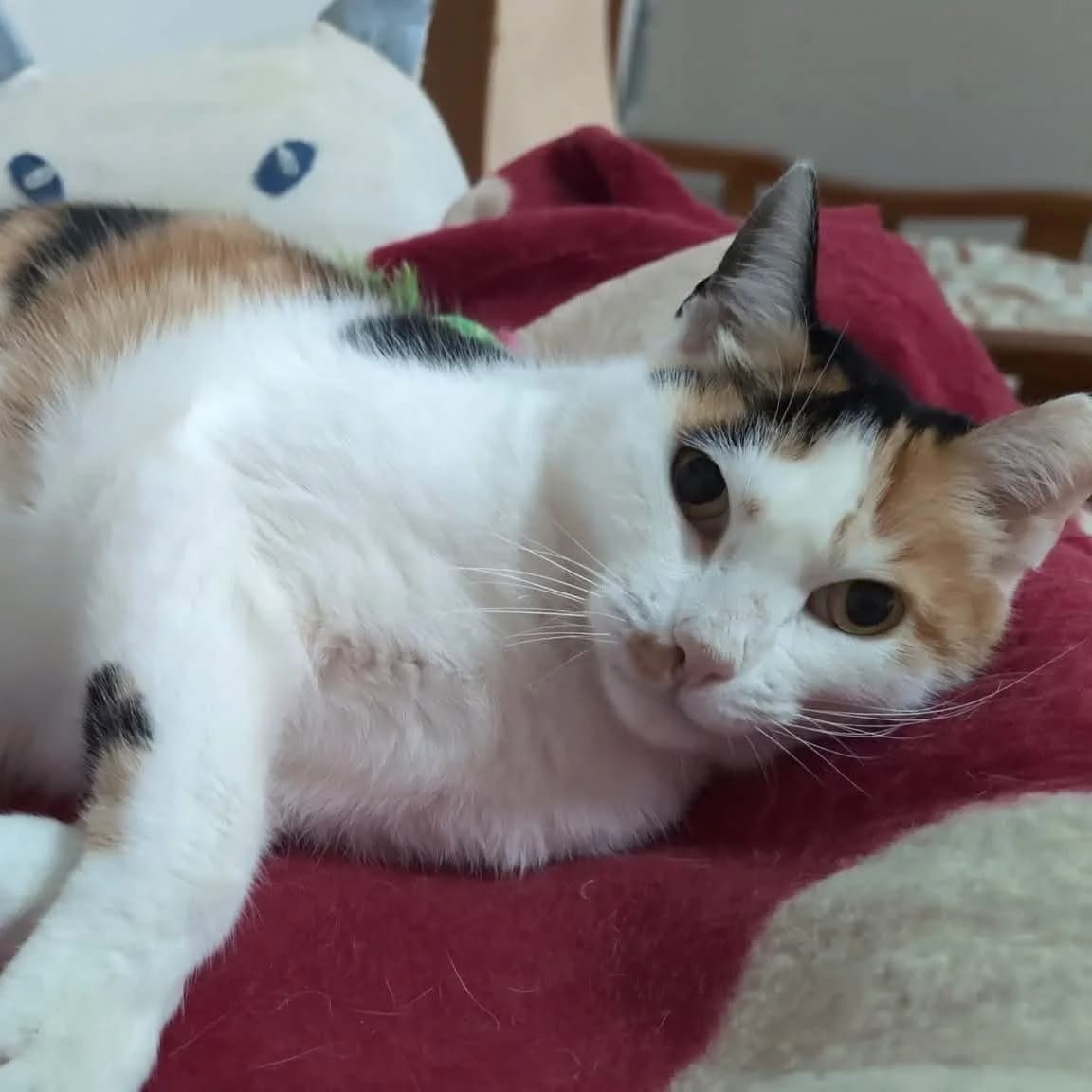 Fofinha, female senior mixed breed for adoption at Rafeiros SOS