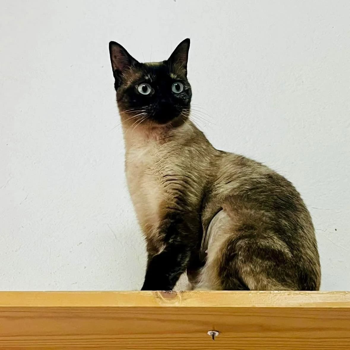 Polly, female 3yo mixed breed for adoption at Rafeiros SOS
