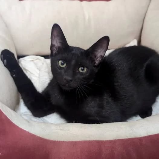 Venom, male puppy mixed breed for adoption at Rafeiros SOS