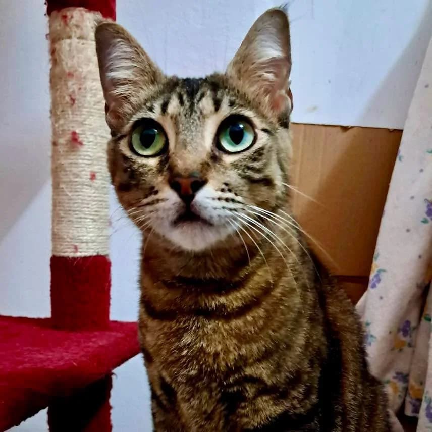 Viviane, female 3yo mixed breed for adoption at Rafeiros SOS
