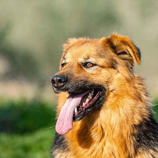 Lara, Mixed Breed (Santuário Animal Vida Boa)