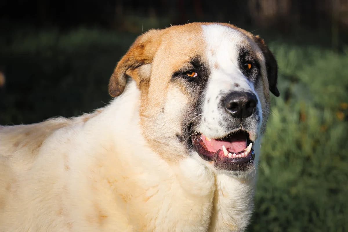 Alli, Mixed Breed (Santuário Animal Vida Boa)