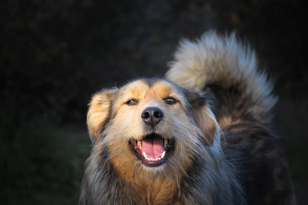 Barbichas, Mixed Breed (Santuário Animal Vida Boa)
