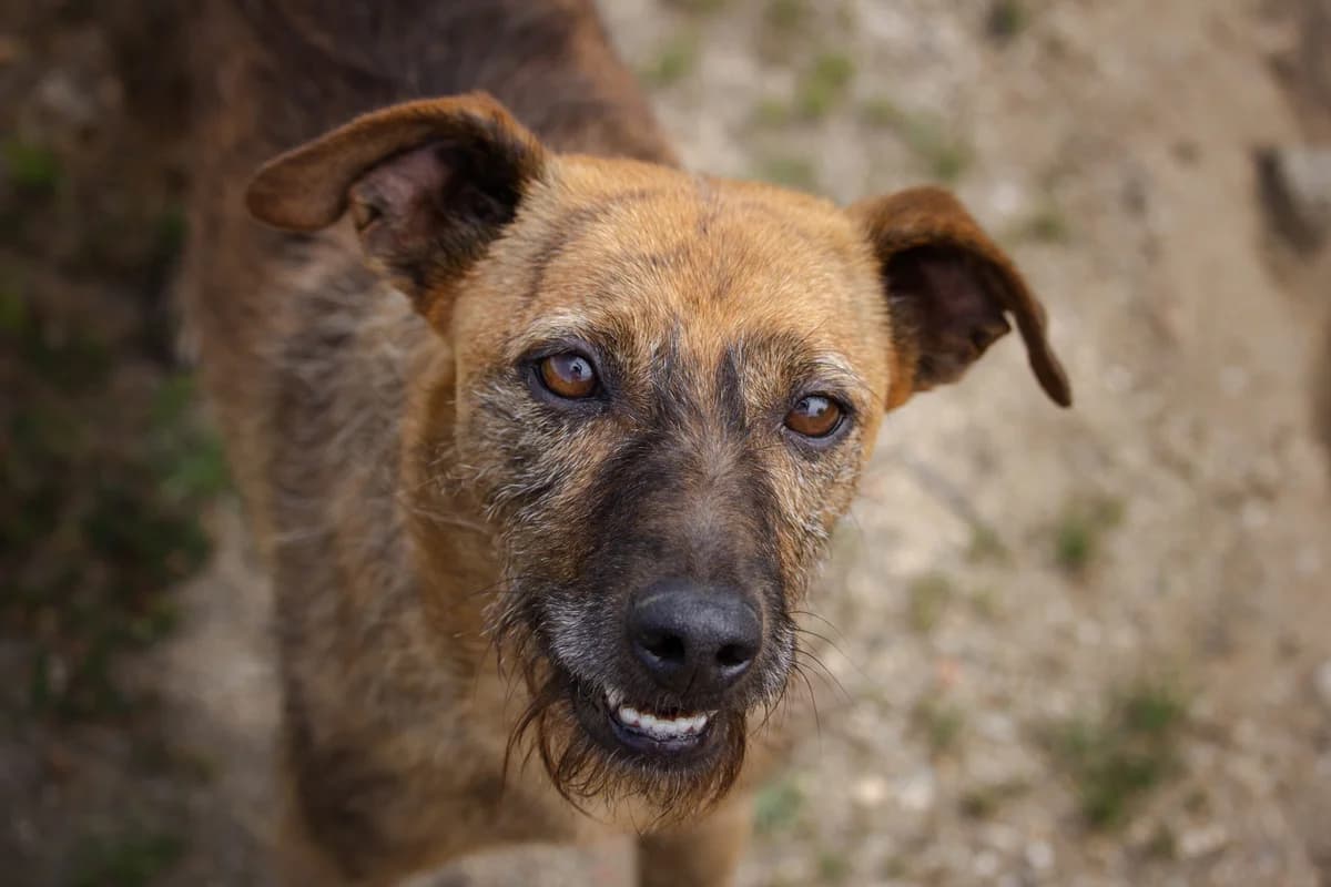 Ben, Mixed Breed (Santuário Animal Vida Boa)