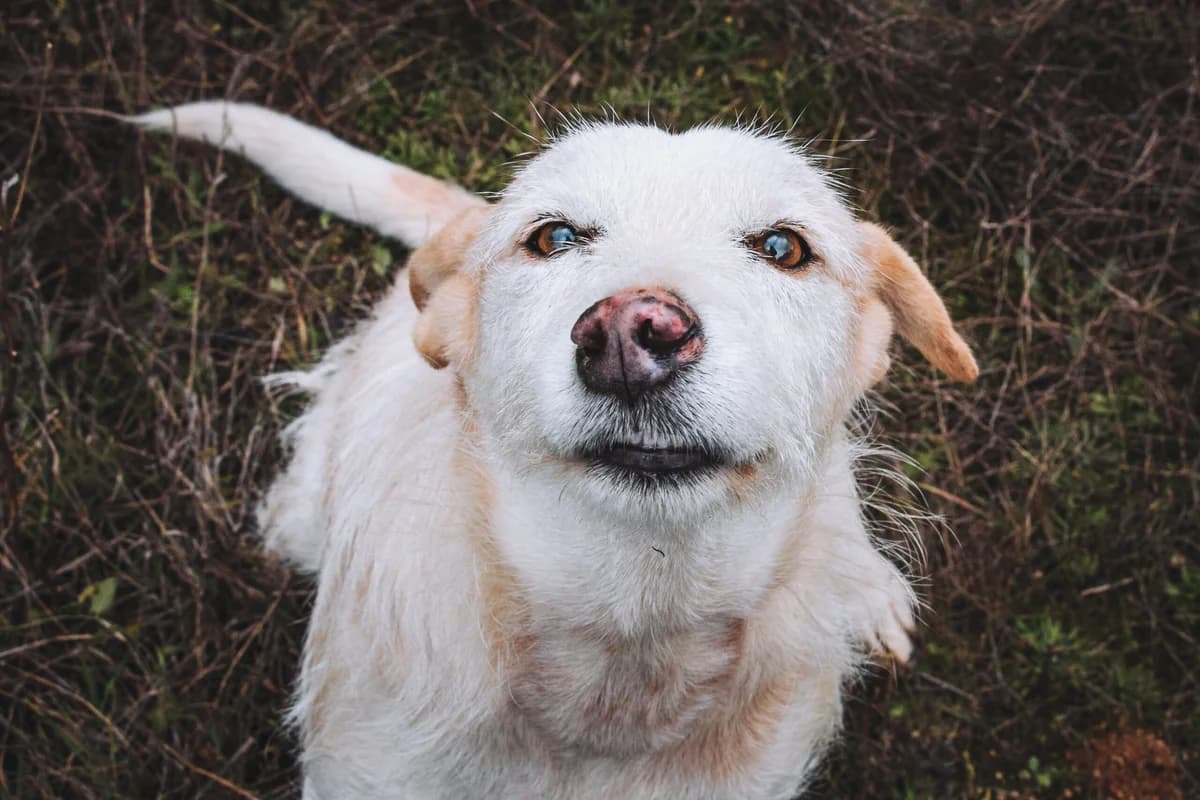Carlota, Mixed Breed (Santuário Animal Vida Boa)