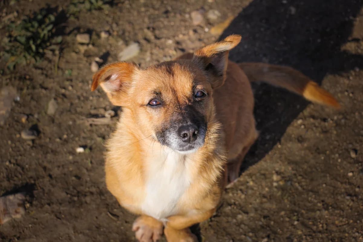 Ciga, Mixed Breed (Santuário Animal Vida Boa)