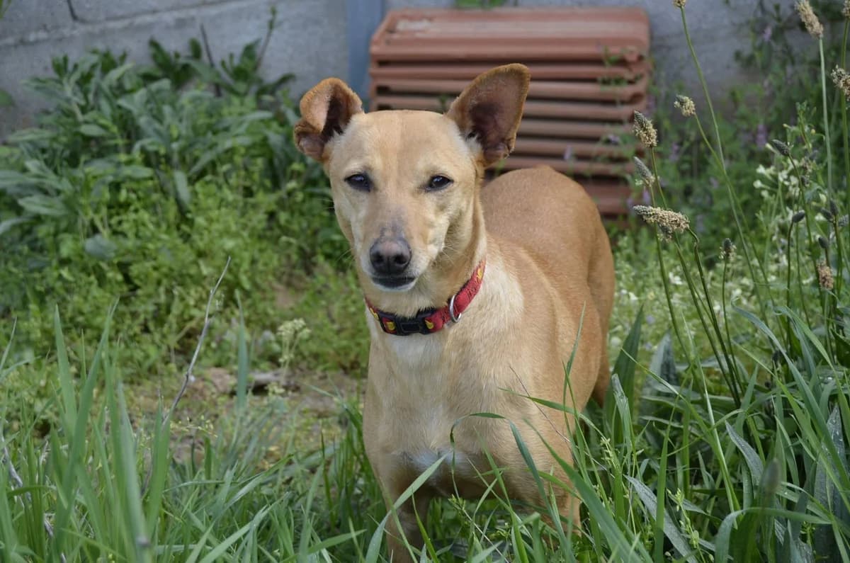Kimi, Mixed Breed (Santuário Animal Vida Boa)