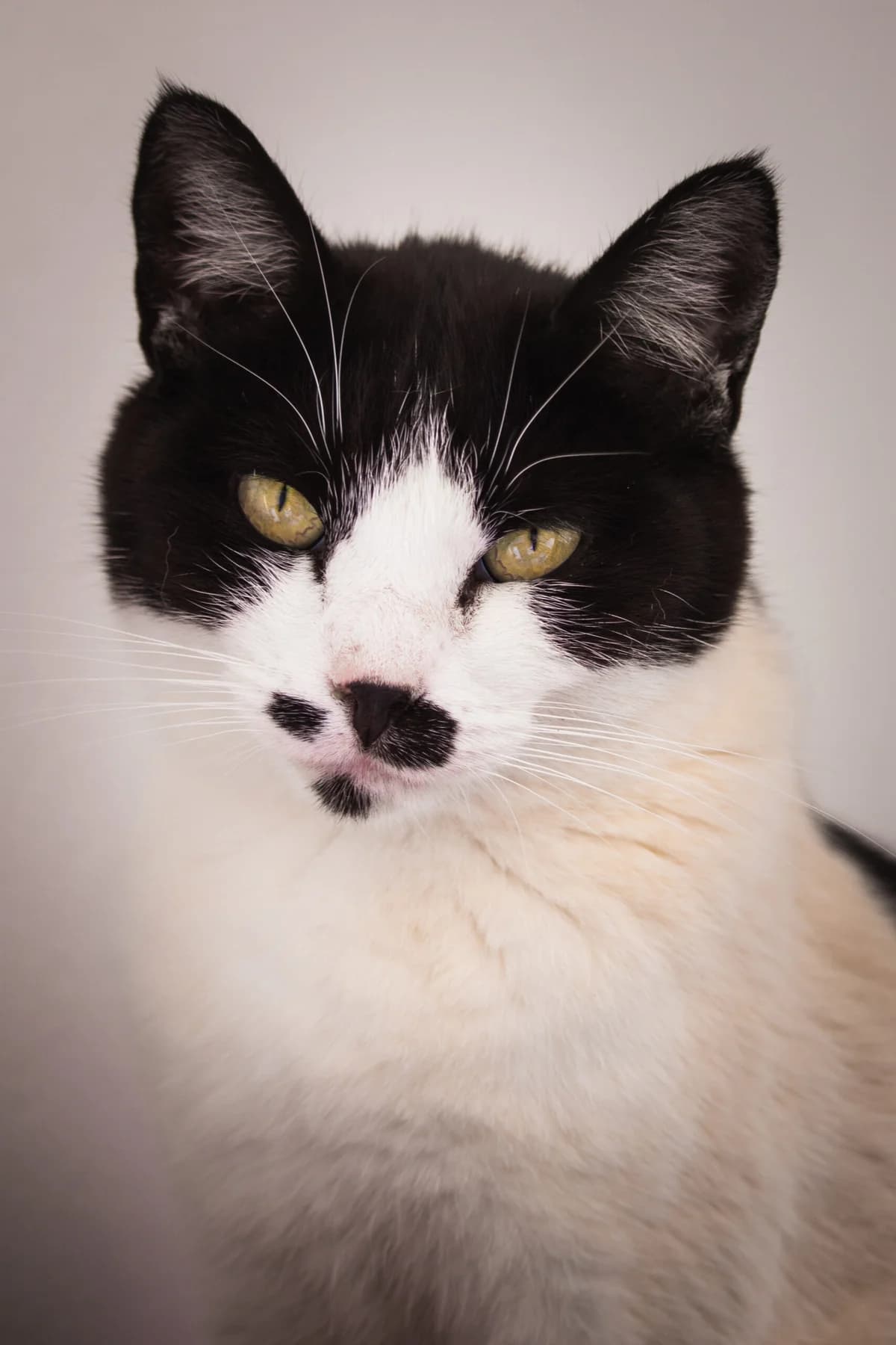 Bigodita, Mixed Breed for adoption at Santuário Animal Vida Boa