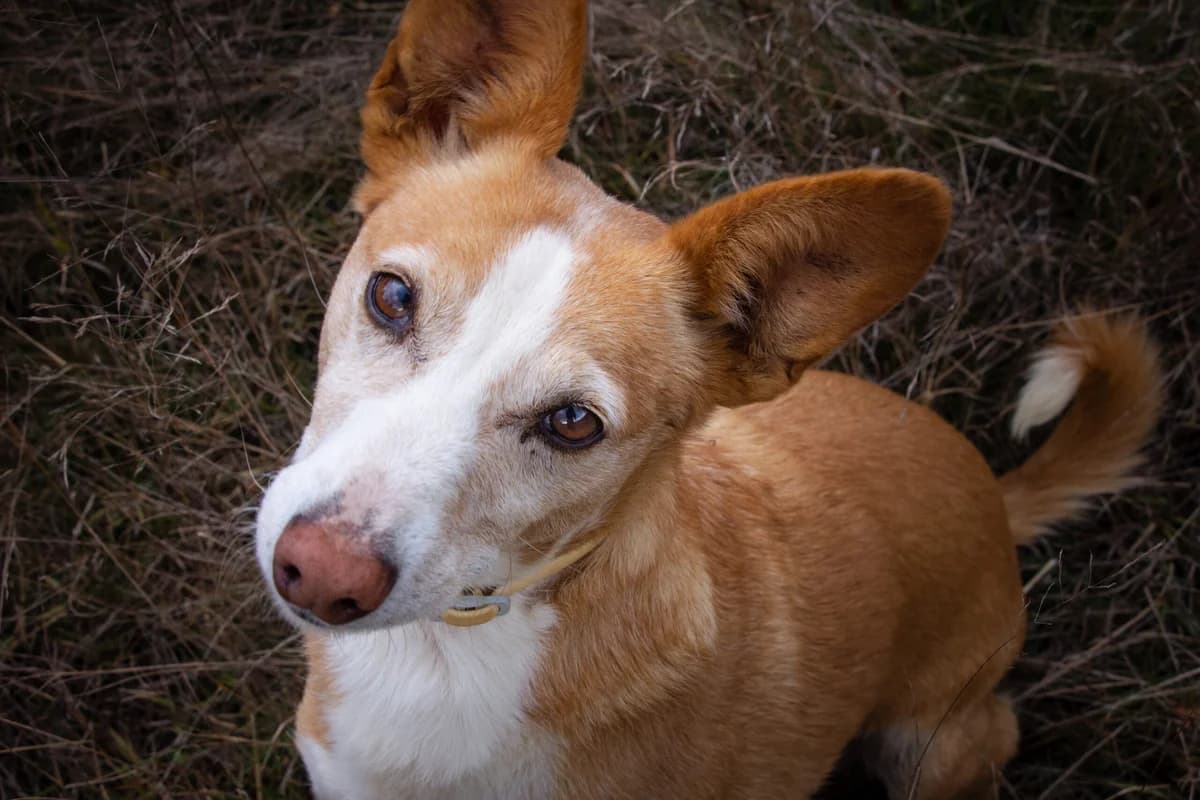 Mariete, Mixed Breed (Santuário Animal Vida Boa)