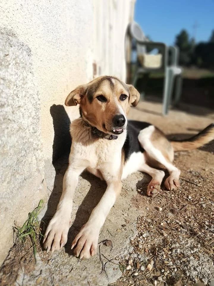 Suki, Mixed Breed (Santuário Animal Vida Boa)