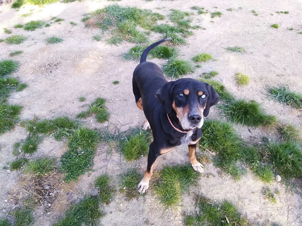 Jani, Mixed Breed (Santuário Animal Vida Boa)