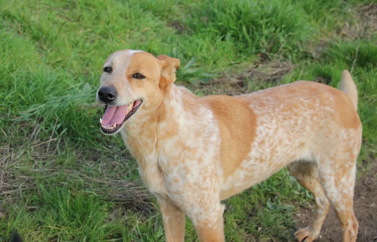 Joana, Mixed Breed (Santuário Animal Vida Boa)
