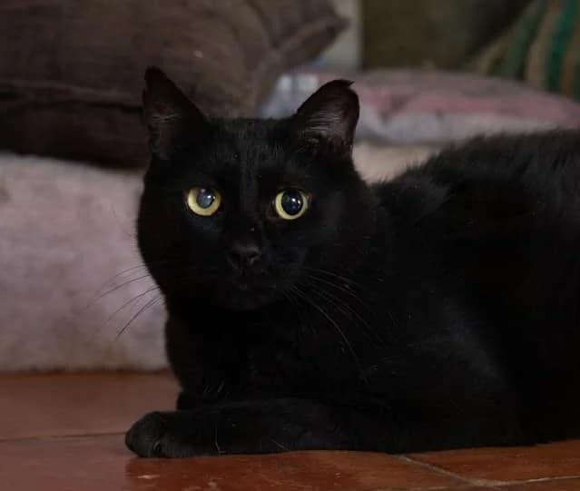 Mr. Blind, Mixed Breed (Santuário Animal Vida Boa)