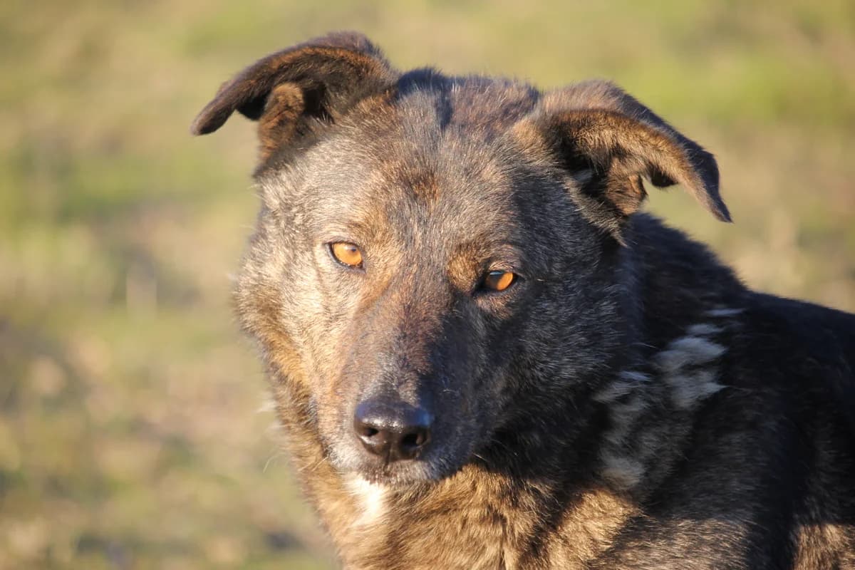 Xuxu, Mixed Breed (Santuário Animal Vida Boa)