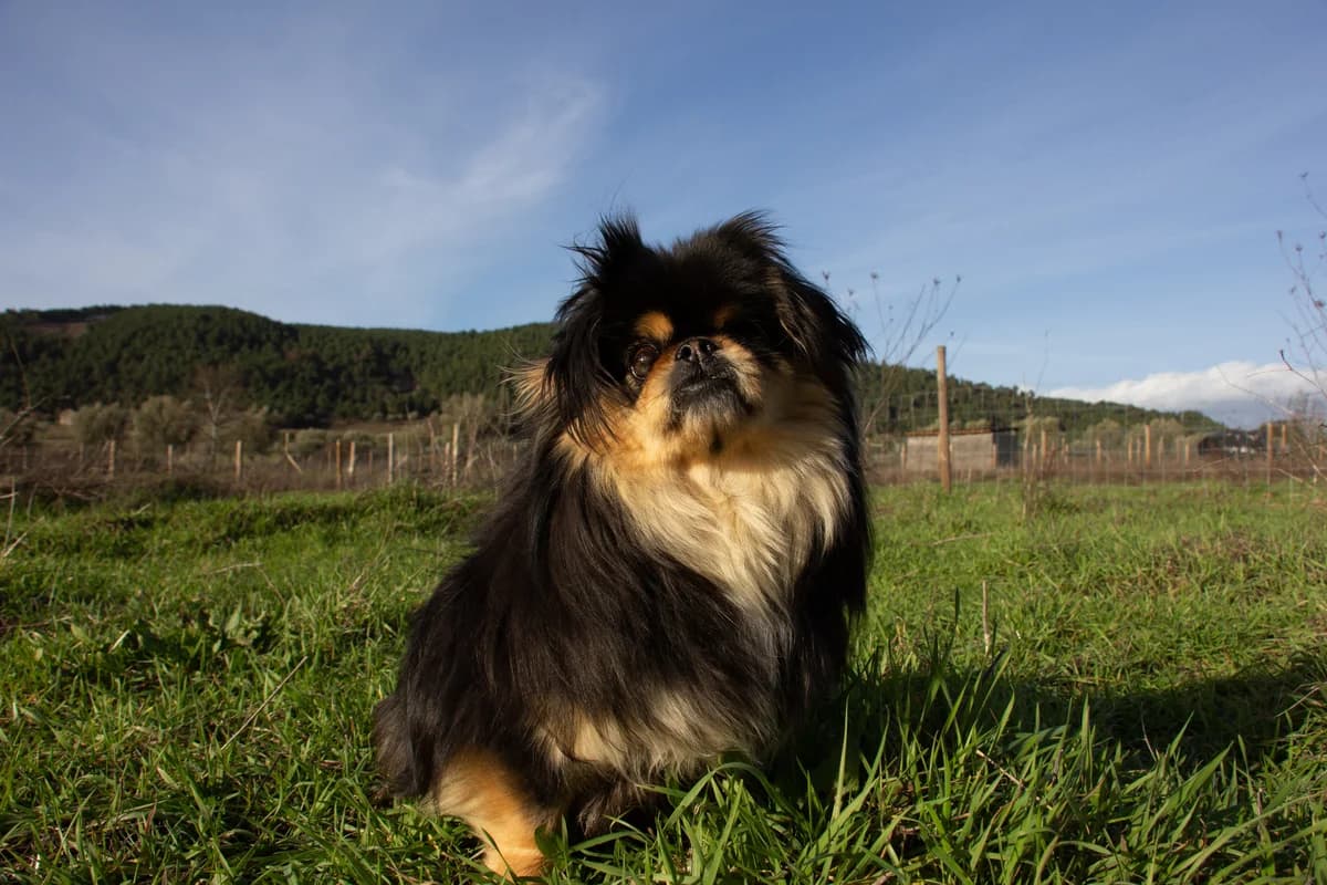 Pira, Mixed Breed (Santuário Animal Vida Boa)