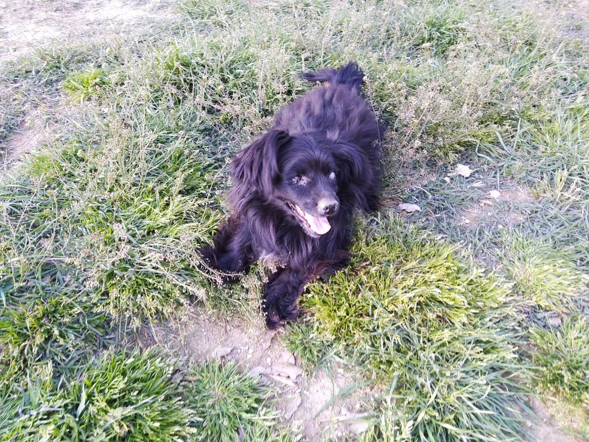 Old Blue, Mixed Breed (Santuário Animal Vida Boa)
